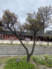 Hosta longipes longipes