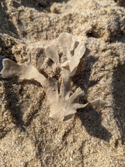 Flustra