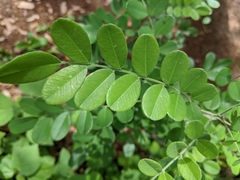 Styphnolobium
