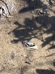 Minuca longisignalis