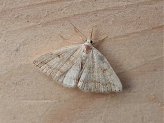 Zanclognatha protumnusalis