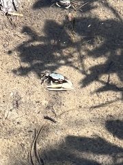 Minuca longisignalis