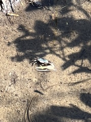 Minuca longisignalis