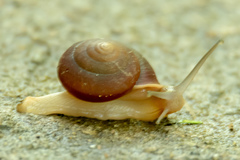 Quantula striata