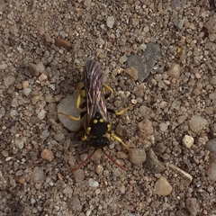Nomada lathburiana