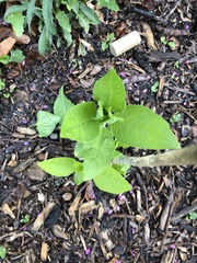 Verbesina alternifolia