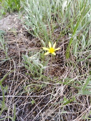 Gagea bulbifera