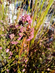 Erica clavisepala