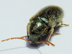 Hyperisus plumbeus