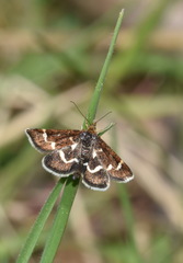 Pyrausta nigrata