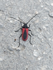 Purpuricenus kaehleri