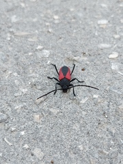 Purpuricenus kaehleri