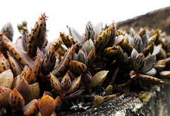 Bryophyllum