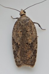 Acleris maccana