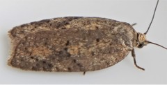 Acleris maccana