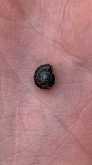 Glyphyalinia indentata