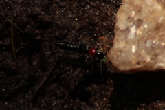 Paederidus ruficollis