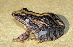 Ptychadena mossambica