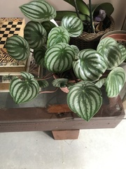 Peperomia argyreia
