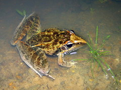 Ptychadena oxyrhynchus