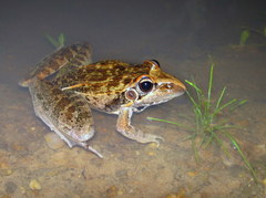 Ptychadena oxyrhynchus