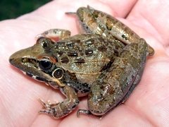 Ptychadena oxyrhynchus