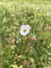 Drymocallis rupestris