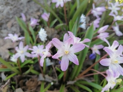 Angiospermae