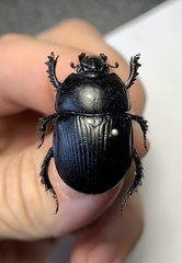 Geotrupes baicalicus