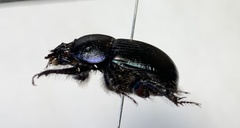 Geotrupes baicalicus