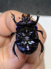 Geotrupes baicalicus