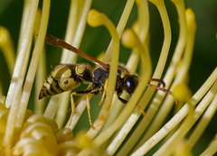 Ancistrocerus lineativentris