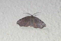 Achrosis rondelaria