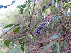 Gaultheria fragrantissima