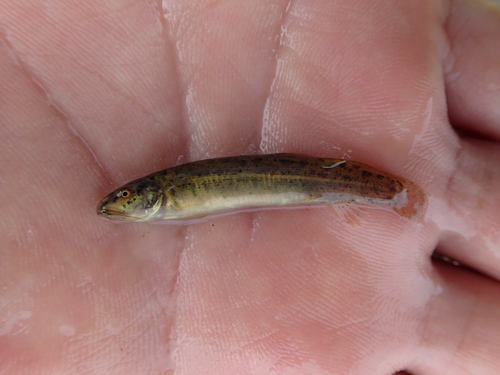 Misgurnus mizolepis · BioDiversity4All