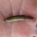 Misgurnus mizolepis - Photo (c) nuchi, osa oikeuksista pidätetään (CC BY-NC)