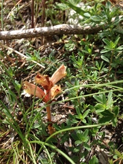 Orobanche alba