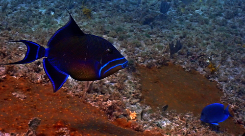 Cayo Rabihorcado