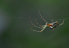 Leucauge decorata