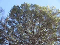 Pinus