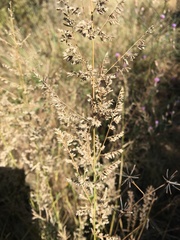 Eragrostis gummiflua