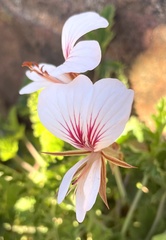 Pelargonium longicaule