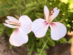 Pelargonium longicaule