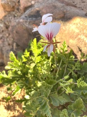 Pelargonium longicaule