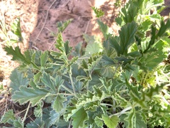Pelargonium longicaule