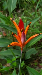 Heliconia