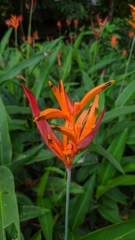 Heliconia