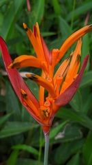 Heliconia