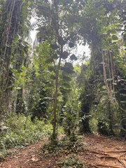 Epipremnum aureum