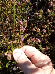 Erica clavisepala